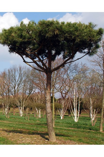 Сосна звичайна на штамбі в ландшафті